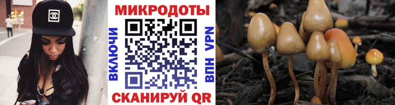 кракен ССЫЛКА  Стародуб  Галлюциногенные грибы Psilocybe 